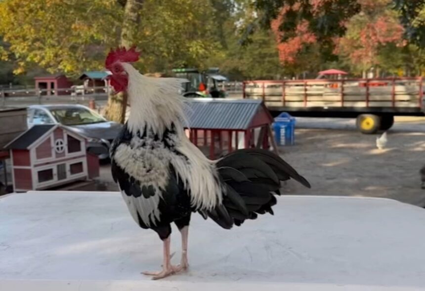 Un famoso gallo de la granja santuario Funny Farm Rescue en Mays Landing, Nueva Jersey ha desaparecido y ahora se está ofreciendo una buena recompensa de $1,900 dólares para quien lo devuelva o dé información sobre su paradero. “Después de la hora del almuerzo, noté que no podíamos encontrarlo”, dijo Laurie Zaleski, fundadora y presidenta del santuario de animales Funny Farm Rescue & Sanctuary, según se informó en ABC 7. El animal en cuestión se llama ‘Squiggy’, y es un pequeño gallo blanco y negro que se ha convertido en el favorito de los visitantes del santuario de animales en los dos años que lleva viviendo en el lugar.
