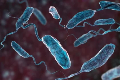 108106492 la bacteria vibrio cholerae ilustracion 3d bacteria que causa la enfermedad del colera y se transmit