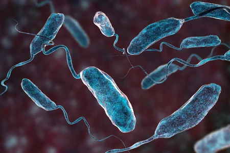 108106492 la bacteria vibrio cholerae ilustracion 3d bacteria que causa la enfermedad del colera y se transmit