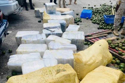 Ocupan 1, 945 libras marihuana escondidas en un camión lleno de aguacate