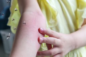 Qué enfermedades pueden causar las moscas 9
Qué enfermedades pueden causar las moscas