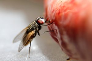 Qué enfermedades pueden causar las moscas 7
Qué enfermedades pueden causar las moscas