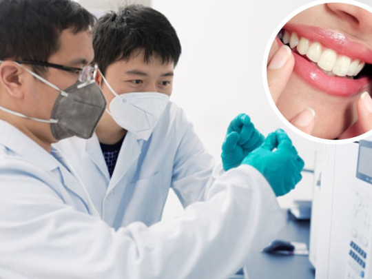 Crean medicamento para regenerar dientes: ¿el fin de las coronas e implantes?