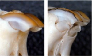 Crean medicamento para regenerar dientes: ¿el fin de las coronas e implantes?
