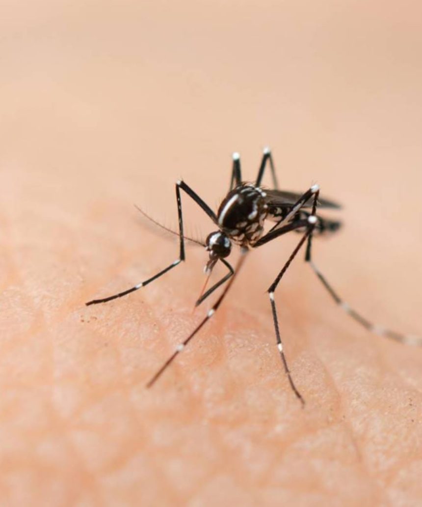 Salud Pública notifica dos muertes por dengue y 823 nuevos casos