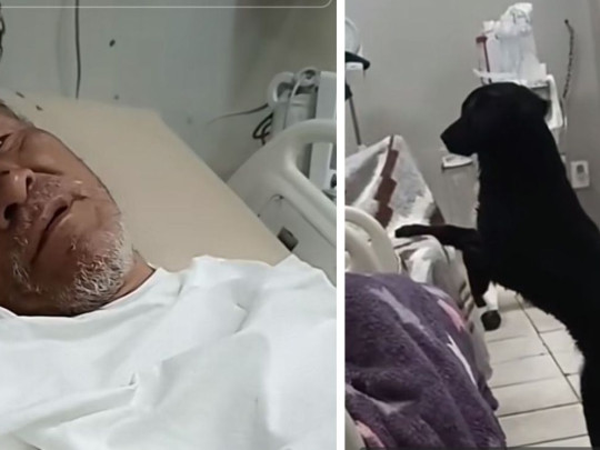 "Que se lo lleve alguien que lo estime, sólo eso" Hombre desahuciado pide por su perrito "Firulais" ¿Cuánto puede vivir una mascota después de la muerte de su dueño?