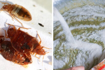 Elimina las chinches vivas (y semisecas) con un potente 'fumigante' natural acaba plagas