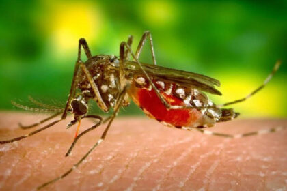 Nicaragua reporta 461 casos confirmados de dengue y 5.718 sospechosos en la última semana