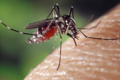 Perú declarará 20 regiones en emergencia por casos de dengue