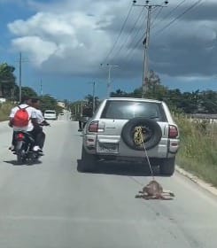 Fuera de Serie:Perro es arrastrado por una jeepeta al ser amarrado en parte trasera