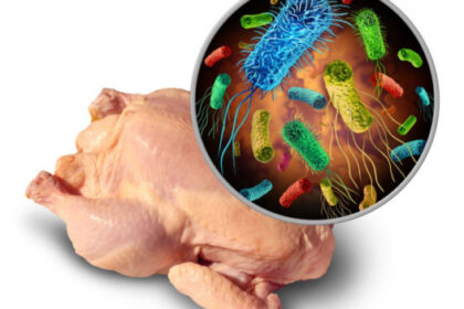 Bacteria en el pollo puede causar el Síndrome de Guillain-Barré?