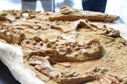 Fuera de Serie :Hallan en desierto de Perú un fósil de cocodrilo que vivió hace 10 millones de años