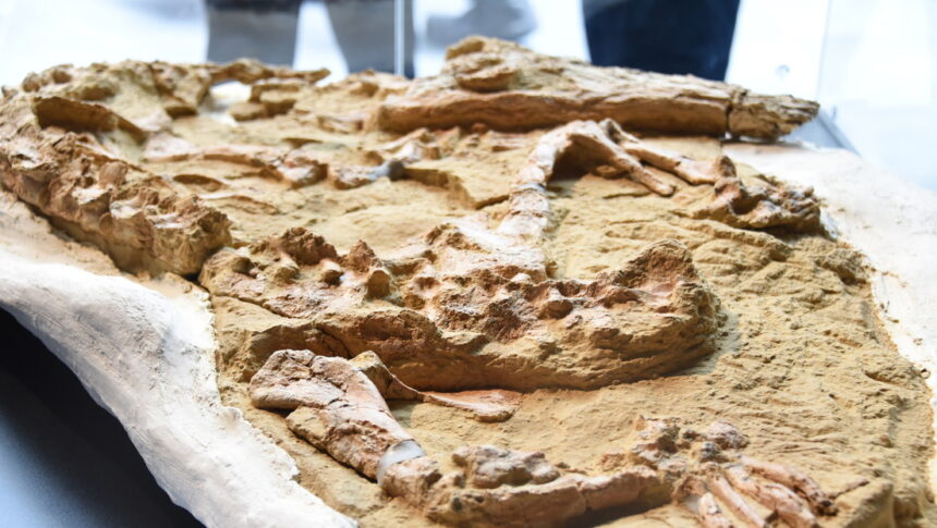 Fuera de Serie :Hallan en desierto de Perú un fósil de cocodrilo que vivió hace 10 millones de años