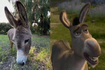 Muere el burro que inspiró personaje de 'Shrek'