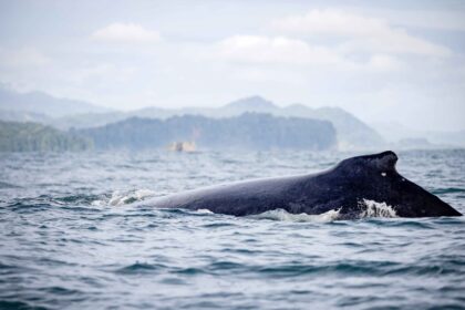 Un joven es engullido y escupido por una ballena mientras navegaba en kayak