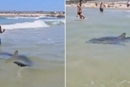 VIDEO: Tiburón ataca brutalmente a buceador en Israel