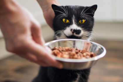 Gato