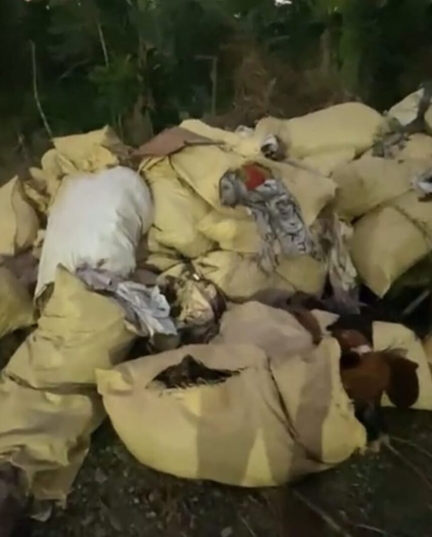 Fuera de Serie : *Impactante hallazgo en Villa La Mata, Cotuí: Encuentran sacos con presuntas osamentas humanas en el matadero municipal*