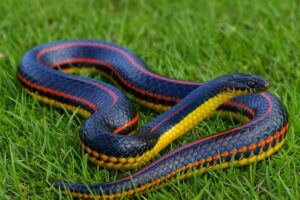 La víbora arcoíris: el reptil no venenoso que intriga a científicos