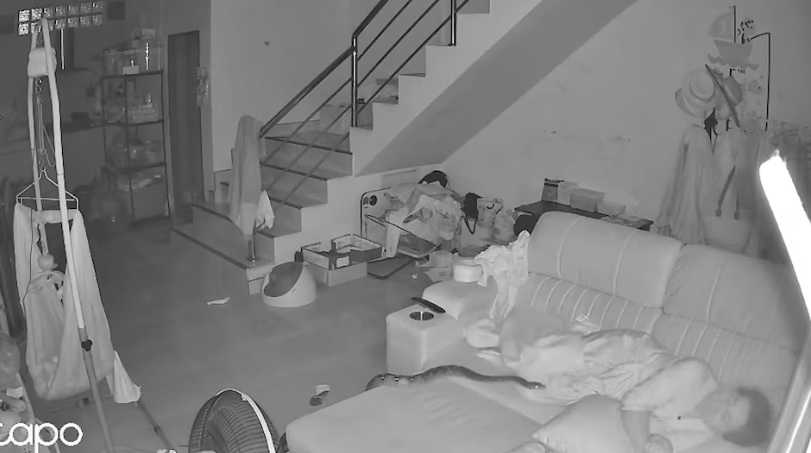 ¡De infarto! Pitón gigante irrumpe en una casa y sorprende a mujer que dormía en el sofá
