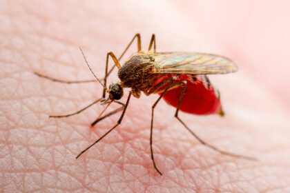 Un país latinoamericano inaugura la mayor fábrica de mosquitos del mundo: ¿para qué?