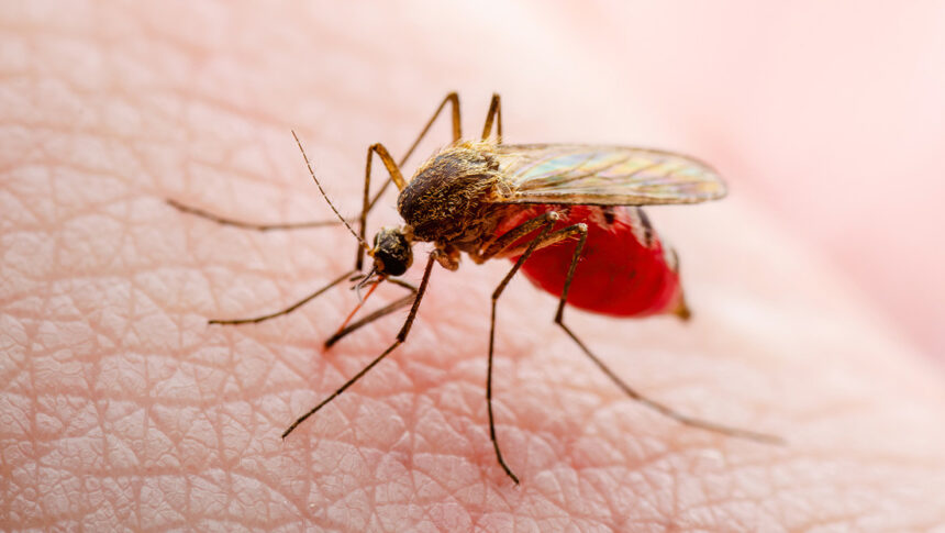 Un país latinoamericano inaugura la mayor fábrica de mosquitos del mundo: ¿para qué?