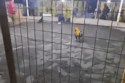 VIDEO: Gallo de pelea mata a su dueño