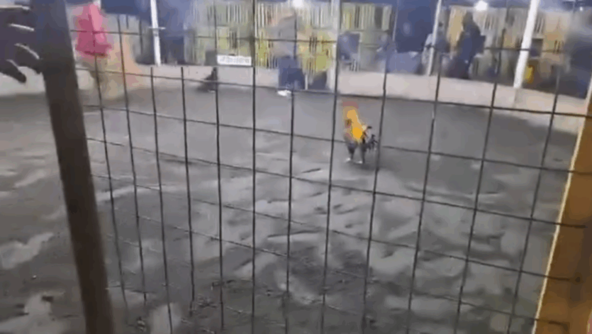 VIDEO: Gallo de pelea mata a su dueño