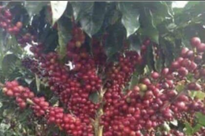 RD$ 6, 000 millones de pesos en riesgo por pérdida de cosecha de café