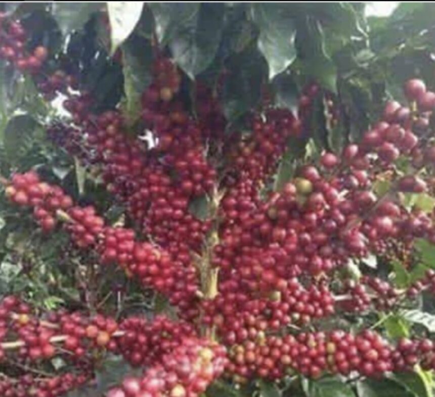 RD$ 6, 000 millones de pesos en riesgo por pérdida de cosecha de café