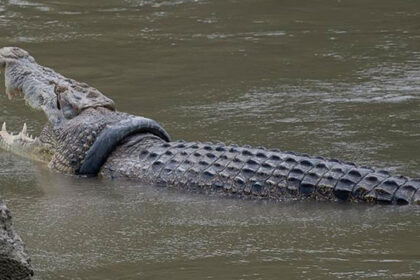 Fuera de Serie : Cocodrilo de cuatro metros devora a mujer en río de Indonesia