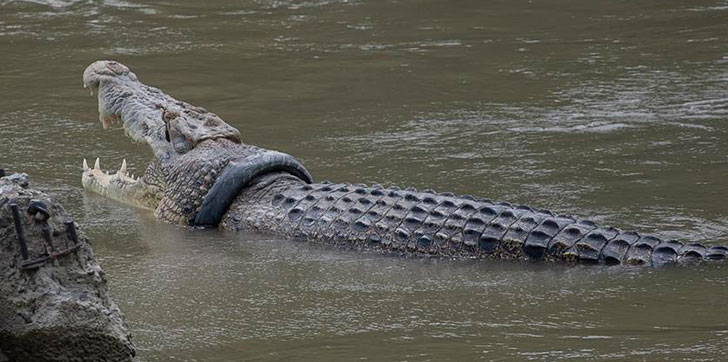 Fuera de Serie : Cocodrilo de cuatro metros devora a mujer en río de Indonesia