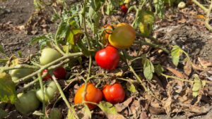 Presidente Abinader visita finca de Productos Linda y destaca la mecanización como clave del presente y futuro de la agricultura dominicana