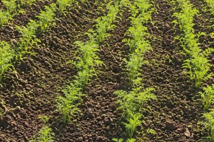 Bajos precios obligan a productores de Constanza a desechar cosechas