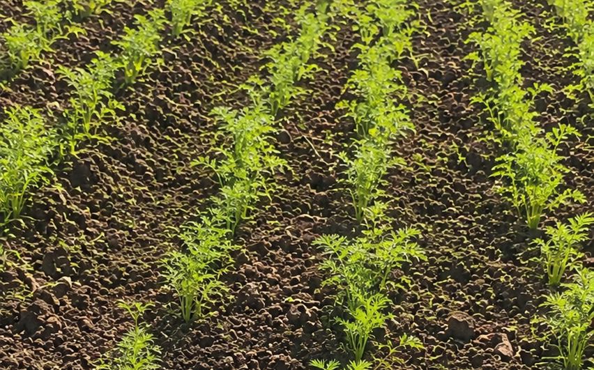 Bajos precios obligan a productores de Constanza a desechar cosechas