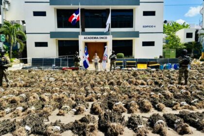 Intervienen otra siembra de marihuana en San José de Ocoa con más de 15 mil plantas