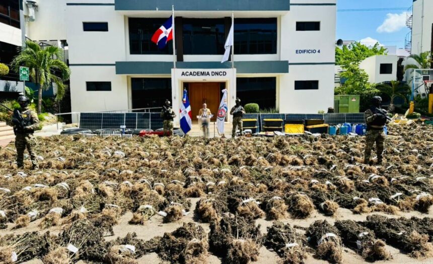 Intervienen otra siembra de marihuana en San José de Ocoa con más de 15 mil plantas