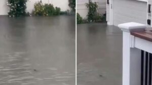 ¿Qué pasa en Nueva Jersey? Un tiburón 'surfea' por las calles (VIDEOS)
