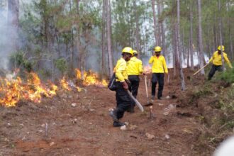 Gobierno declara de alto interés nacional el combate al terrorismo ambiental
