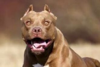 Fuera de Serie : Niño de 4 años muere tras ser atacado por un pitbull en Argentina