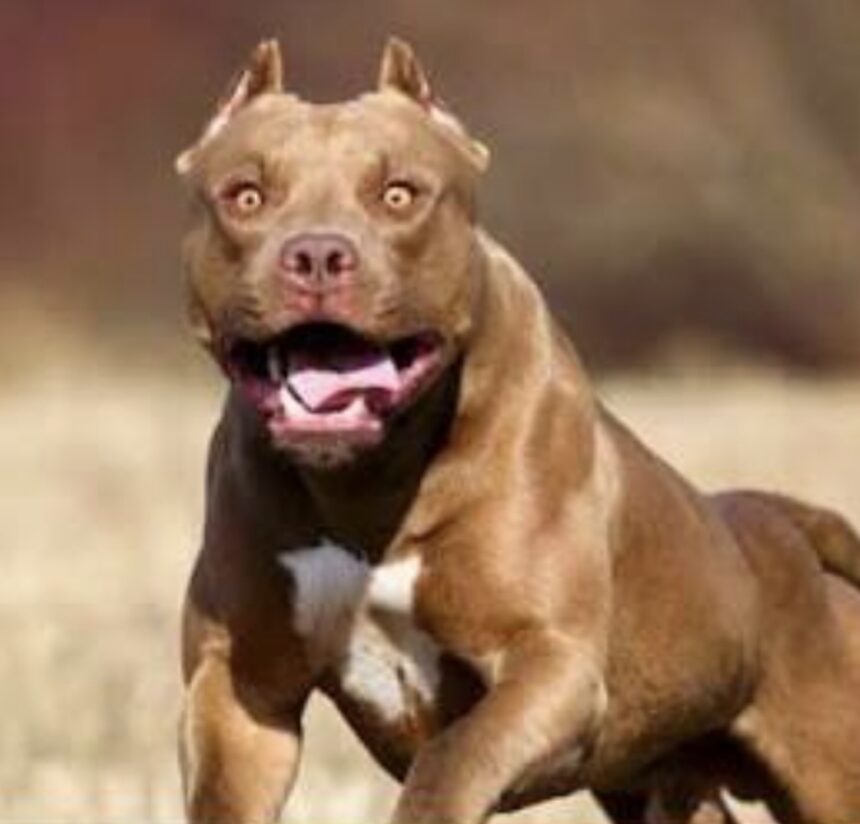 Fuera de Serie : Niño de 4 años muere tras ser atacado por un pitbull en Argentina