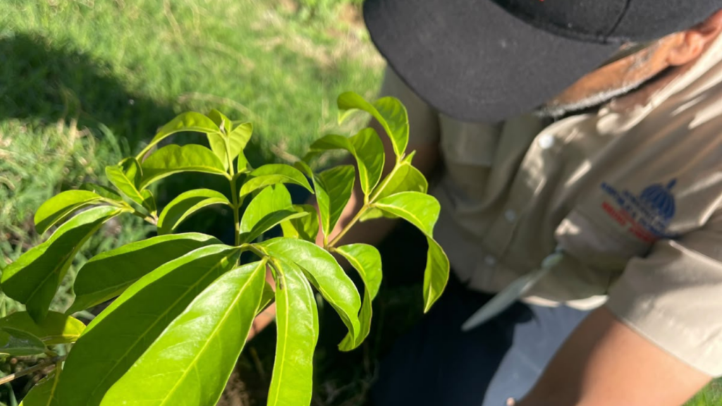 Medio Ambiente inicia Mes de la Reforestación plantando más de 14,000 ejemplares de especies de flora