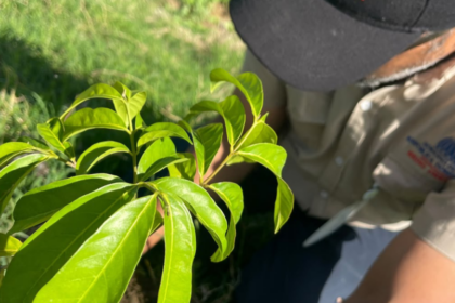 Medio Ambiente inicia Mes de la Reforestación plantando más de 14,000 ejemplares de especies de flora